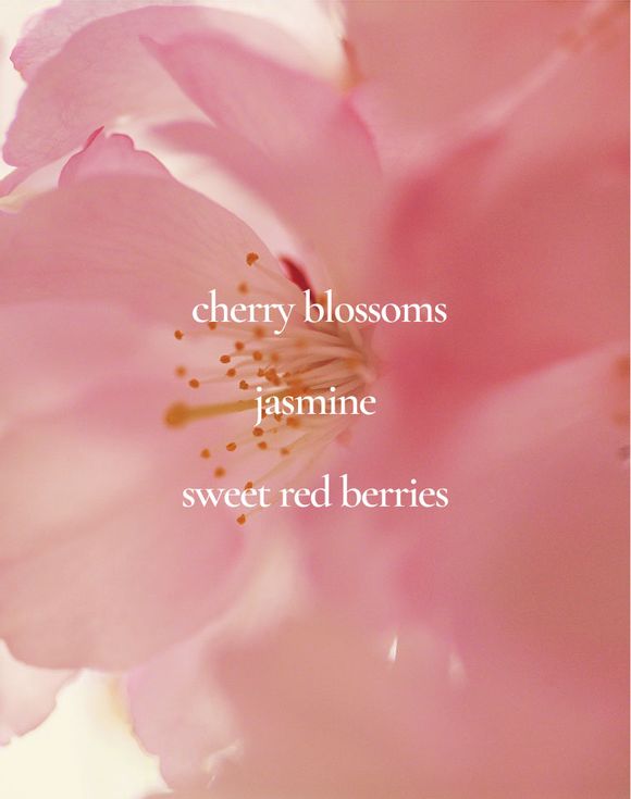 Scent notes: cherry blossoms, jasmine, sweet red berries over pink cherry blossom flower